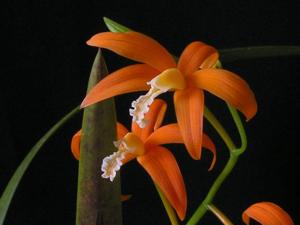 Cattleya harpophylla