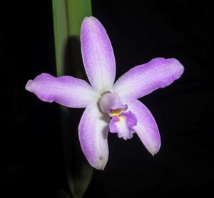 Cattleya rupestris