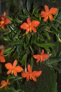 Cattleya pygmaea