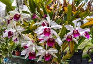 Cattleya purpurata