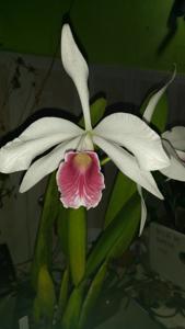 Cattleya purpurata f. carnea