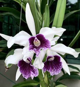 Cattleya purpurata