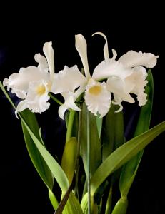 Cattleya purpurata