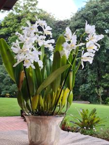 Cattleya purpurata