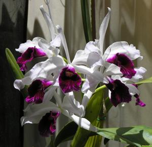 Cattleya purpurata