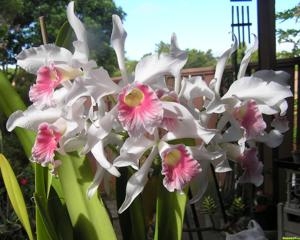 Cattleya purpurata