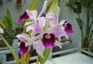 Cattleya purpurata