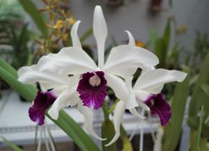 Cattleya purpurata