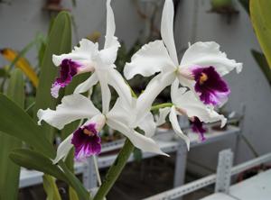 Cattleya purpurata