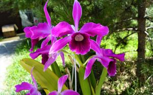 Cattleya purpurata