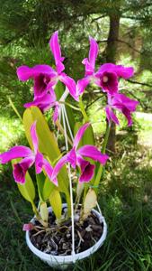 Cattleya purpurata