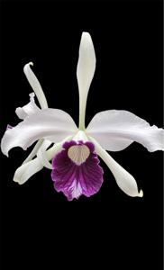 Cattleya purpurata