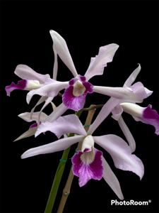 Cattleya purpurata