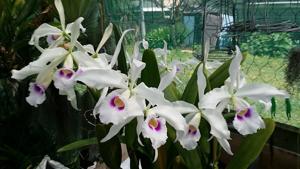 Cattleya purpurata