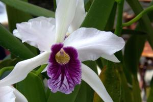 Cattleya purpurata