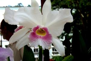 Cattleya purpurata