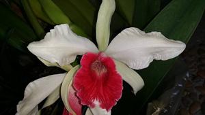 Cattleya purpurata