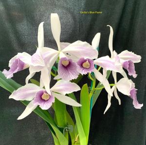 Cattleya purpurata