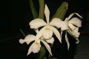 Cattleya purpurata