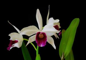 Cattleya purpurata