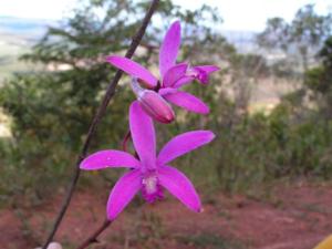 Cattleya pfisteri