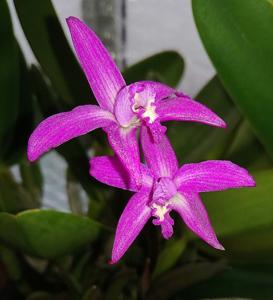 Cattleya ghillanyi