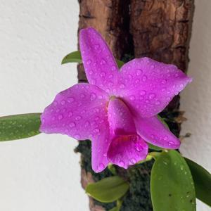 Cattleya praestans
