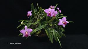 Cattleya praestans