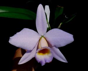 Cattleya praestans