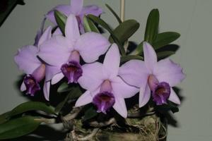 Cattleya praestans
