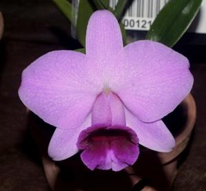 Cattleya praestans