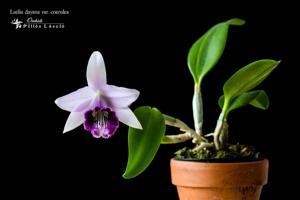 Cattleya bicalhoi