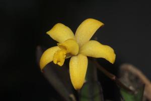 Cattleya bradei