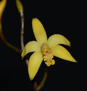 Cattleya blumenscheinii