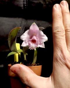 Cattleya alaorii