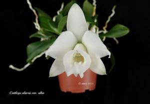 Cattleya alaorii