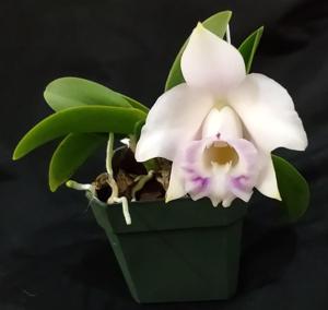 Cattleya alaorii