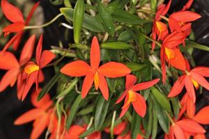 Cattleya acuensis