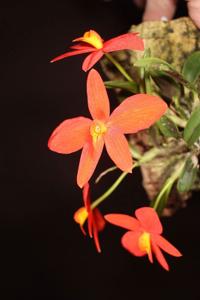 Cattleya acuensis