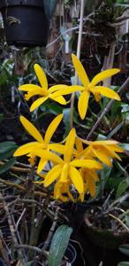 Cattleya crispata