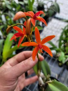 Cattleya sanguiloba