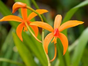 Cattleya sanguiloba