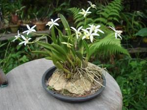 Cattleya fournieri