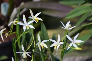 Cattleya fournieri