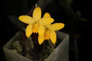 Cattleya esalqueana