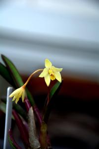 Cattleya esalqueana