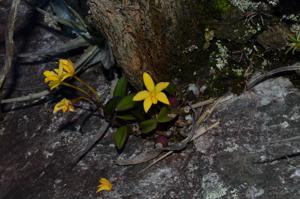 Cattleya esalqueana