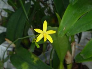 Cattleya endsfeldzii