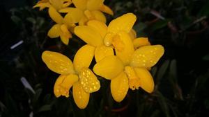 Cattleya briegeri