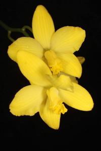 Cattleya briegeri